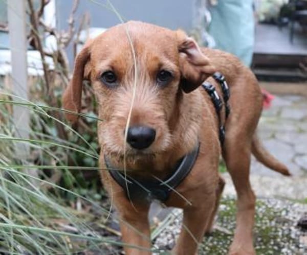 Sinella - Aus der Rettung ins Glück