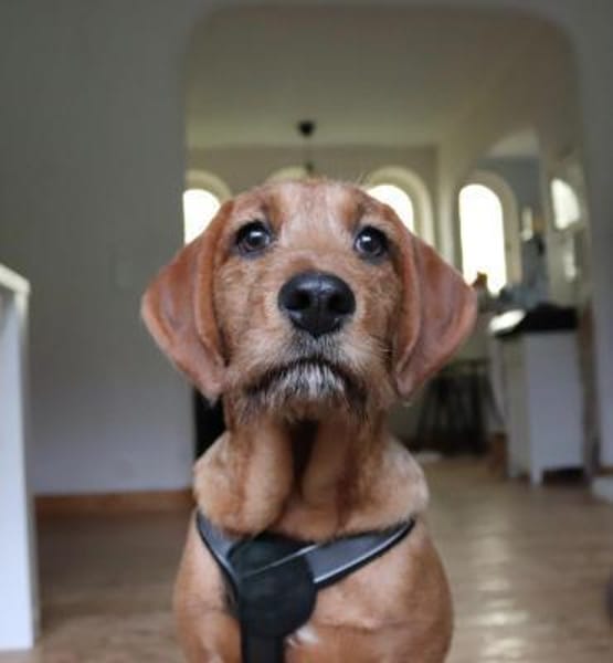 Sinella - Aus der Rettung ins Glück