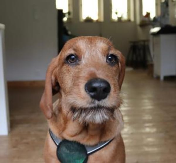 Sinella - Aus der Rettung ins Glück