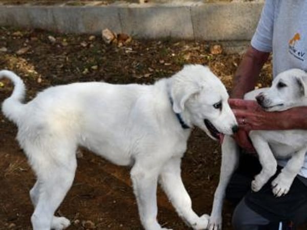 Möchten Sie Dony bei sich aufnehmen?