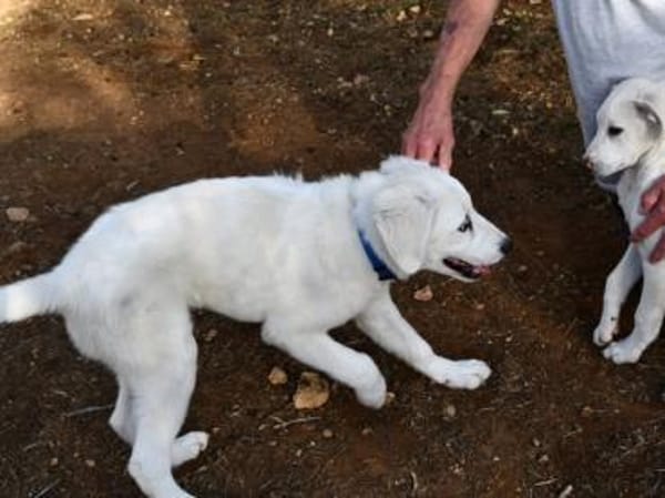 Möchten Sie Dony bei sich aufnehmen?