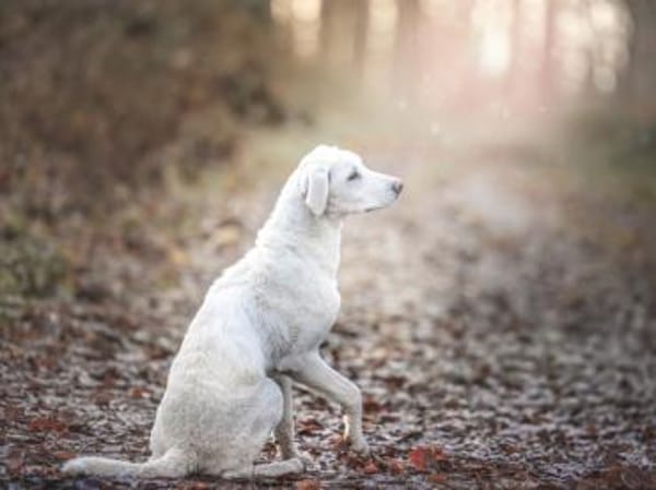 Dalia sucht engen Familienanschluss