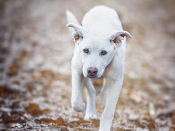 Dalia sucht engen Familienanschluss