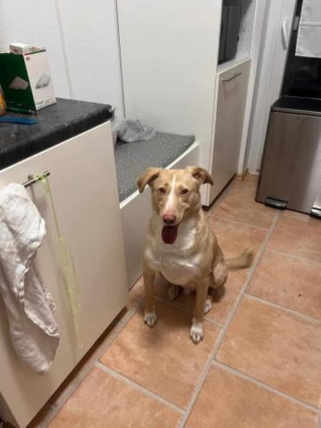 Feinfühliger CREAM sucht DRINGEND🆘‼