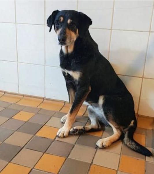 Ella & Enya  Ein unzertrennliches Duo