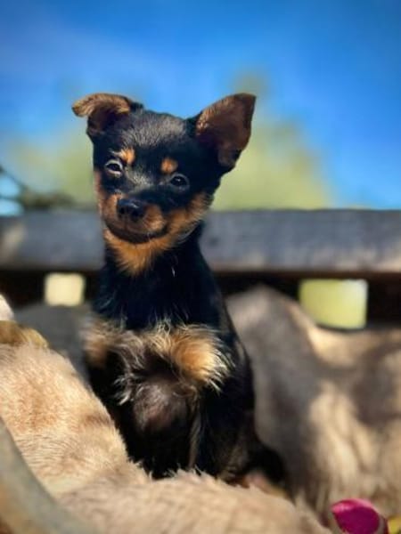 Der kleine Elias wünscht sich ein Zuhaus