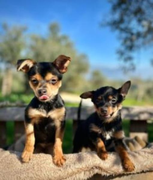 Der kleine Elias wünscht sich ein Zuhaus