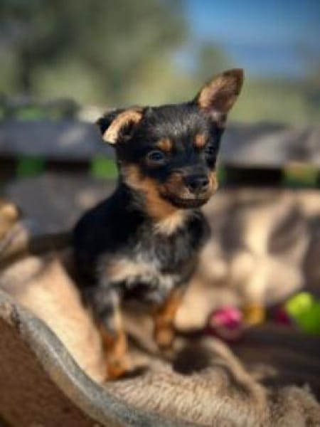 Der kleine Elias wünscht sich ein Zuhaus