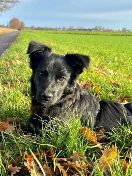 ABBY - (liebevoll, jung)