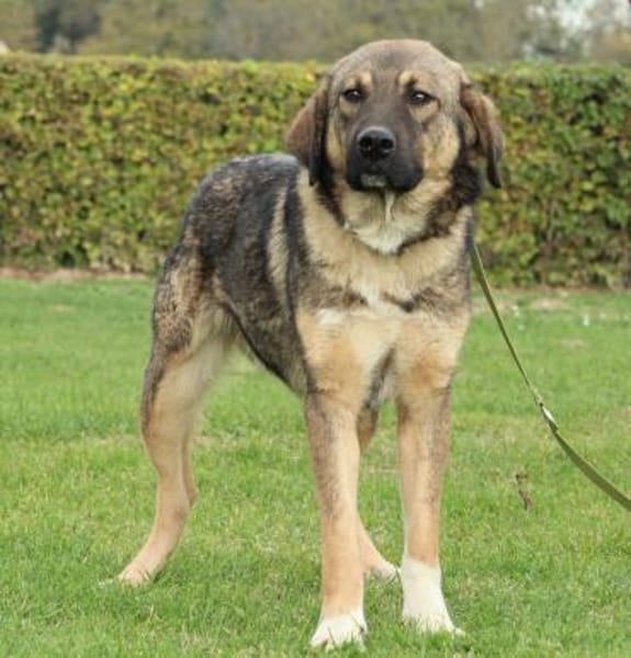 Jimmy unser sanfter Riese