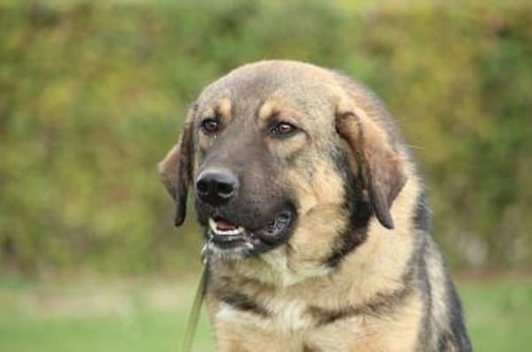 Jimmy unser sanfter Riese