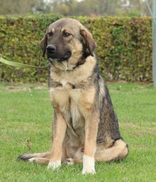 Jimmy unser sanfter Riese