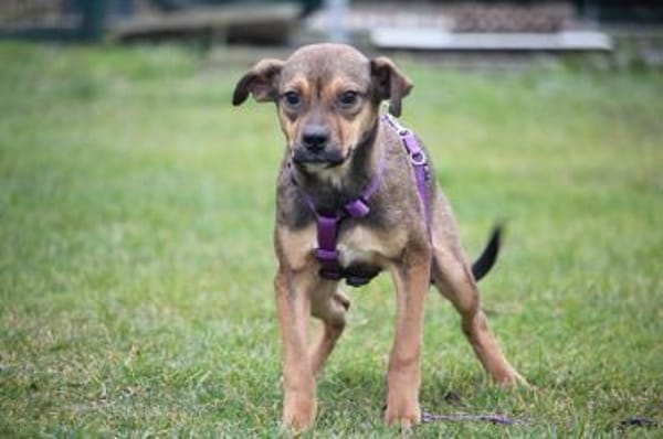 Cassandra unsere kleine Schönheit..