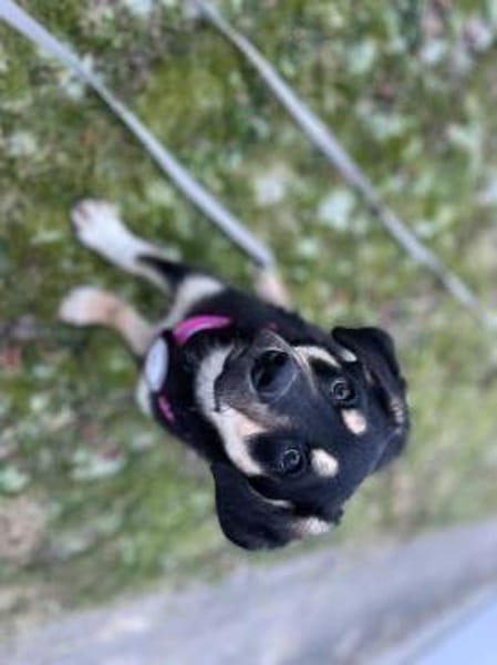 Lucy🐾sucht ihren sicheren Hafen🐾