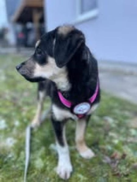 Lucy🐾sucht ihren sicheren Hafen🐾