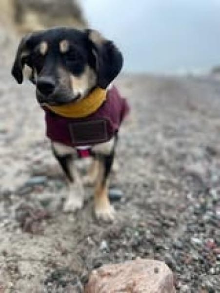 Lucy🐾sucht ihren sicheren Hafen🐾