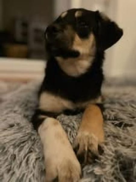 Lucy🐾sucht ihren sicheren Hafen🐾