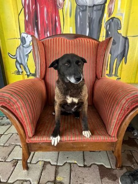 Lilli sucht eine Pflegestelle / Zuhause