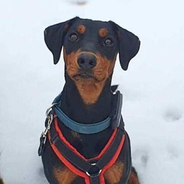 Zora - ist freundlich&offen zu Kindern