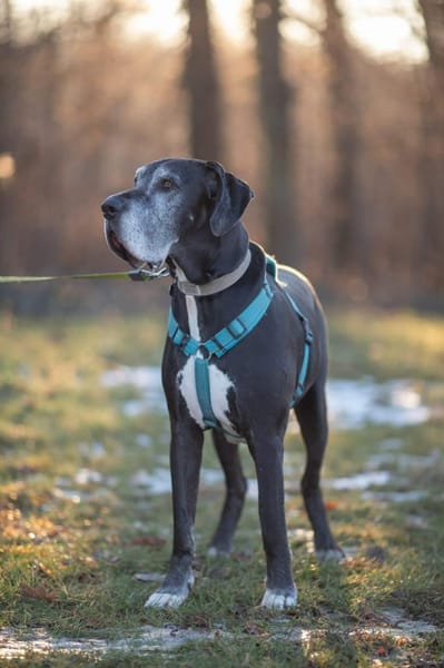 Manny - wünscht sich ein ruhiges Zuhause