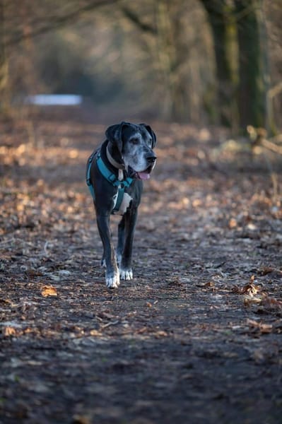 Manny - wünscht sich ein ruhiges Zuhause