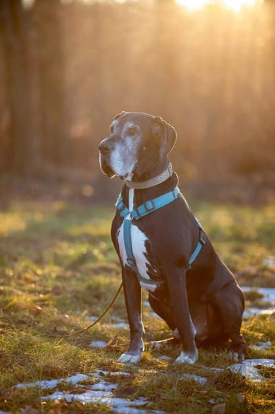 Manny - wünscht sich ein ruhiges Zuhause