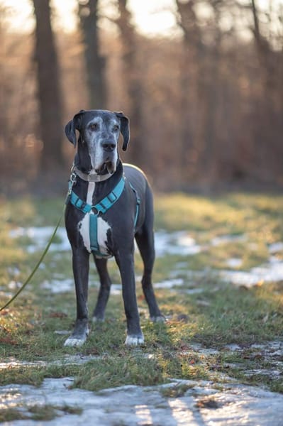 Manny - wünscht sich ein ruhiges Zuhause