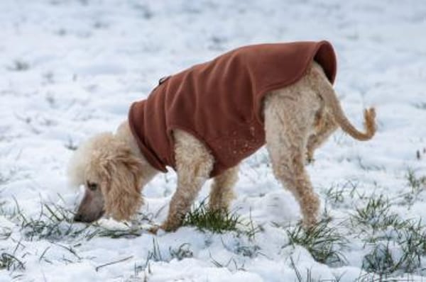 Gizi, liebes Pudelmädchen geb. 2018