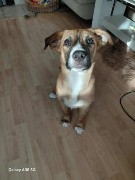 Lucky - ein süßer, verspielter Welpe