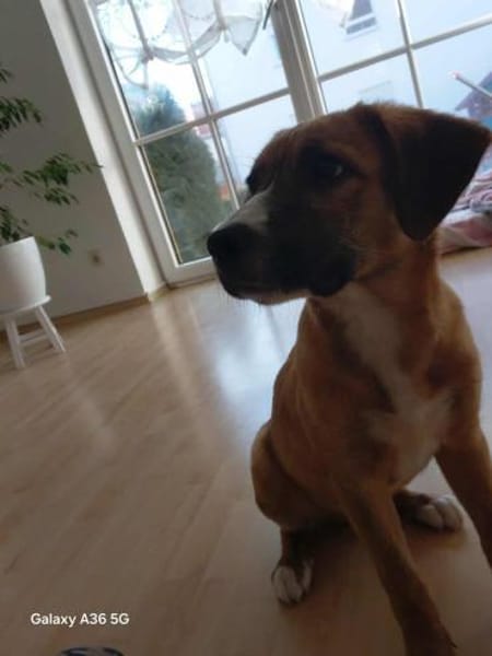 Lucky - ein süßer, verspielter Welpe