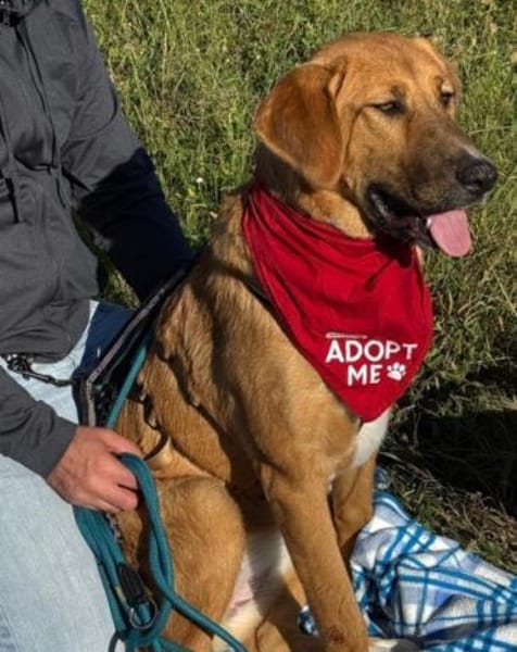 HSH-Mix-Lady♥Suvi♥63911 Klingenberg/Main