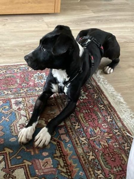 Sebes- Lebensfreude auf 4 Pfoten/Bochum