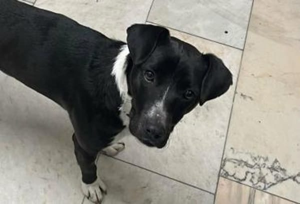 Sebes- Lebensfreude auf 4 Pfoten/Bochum