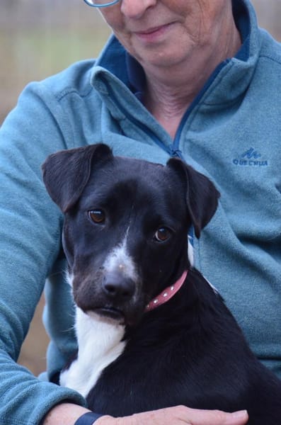 Sebes- Lebensfreude auf 4 Pfoten/Bochum