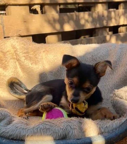 Kleiner Emil sucht ein Zuhause