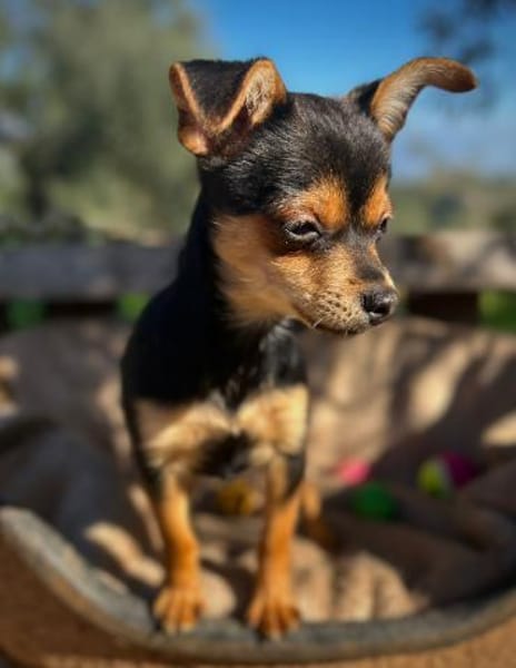 Kleiner Emil sucht ein Zuhause
