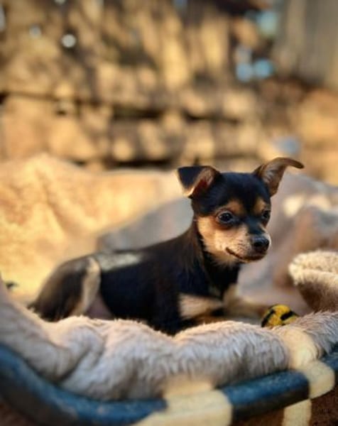 Kleiner Emil sucht ein Zuhause