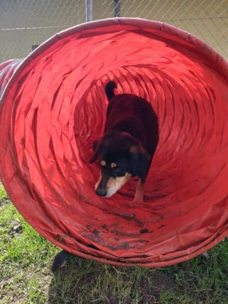 Nero sucht sein Zuhause