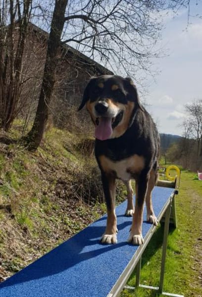 Nero sucht sein Zuhause