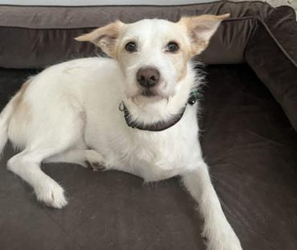 Frex, geb. ca. 07/2022, 79650 Schopfheim