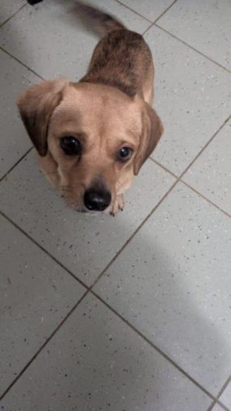 kleiner Rüde Robin auf PS in 95482