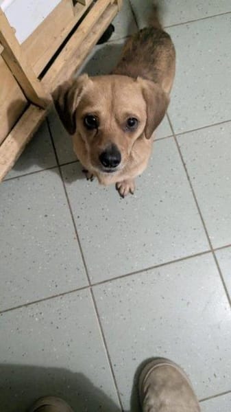 kleiner Rüde Robin auf PS in 95482