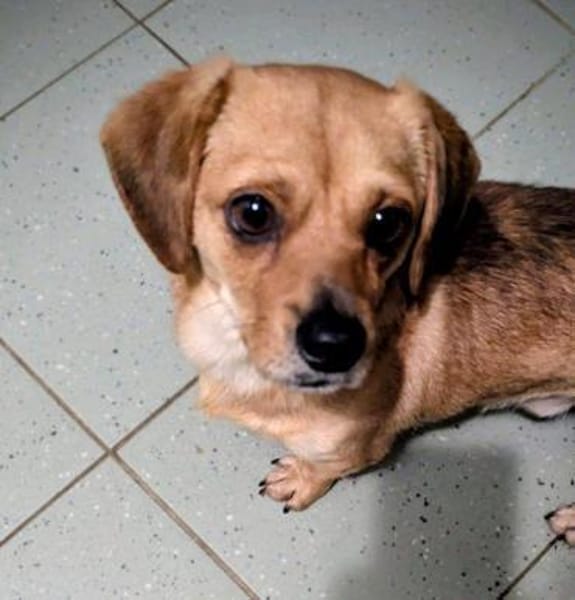 kleiner Rüde Robin auf PS in 95482