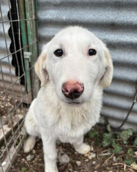 Billy sucht ein Zuhause auf dem Land