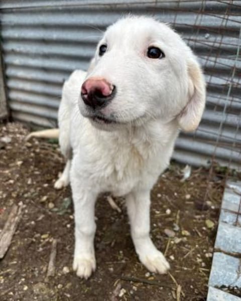 Billy sucht ein Zuhause auf dem Land
