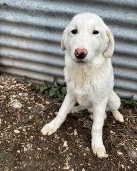 Billy sucht ein Zuhause auf dem Land