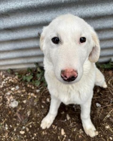 Billy sucht ein Zuhause auf dem Land