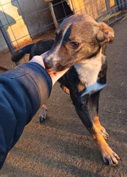 Kleiner Rexi hat großen Wunsch