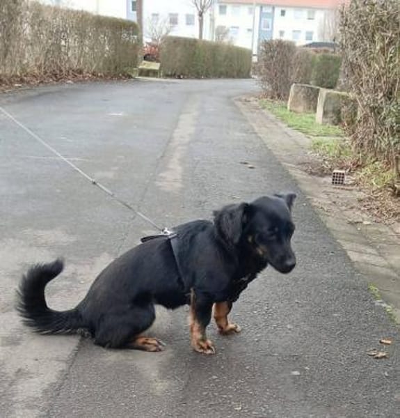 Anfängerhündin Lea❤sucht Familie