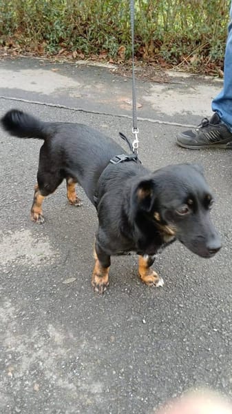 Anfängerhündin Lea❤sucht Familie